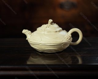 風(fēng)卷葵 風(fēng)卷葵